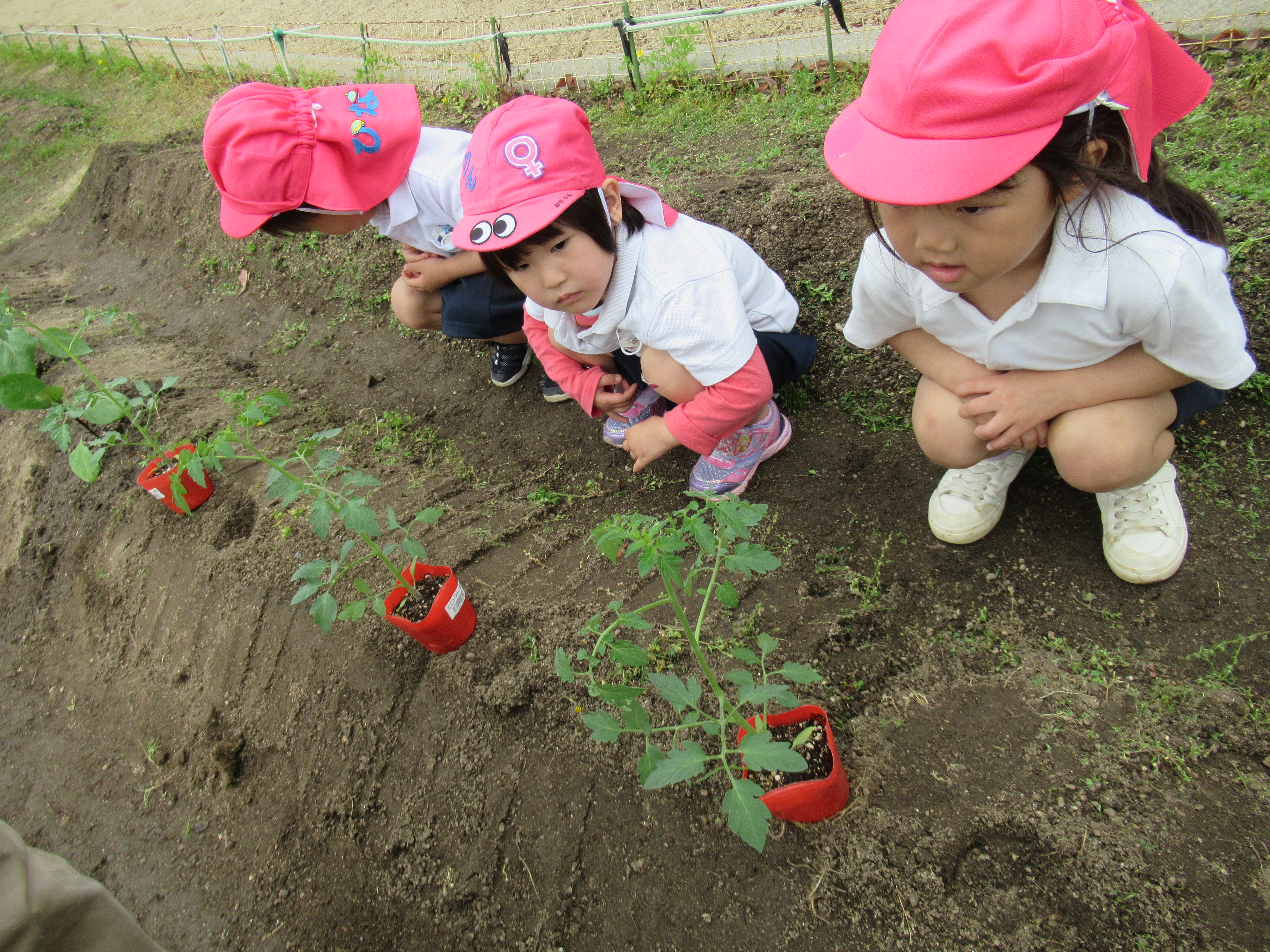 ３歳児　菜園活動『ミニトマト』(松原カリーノ保育園)