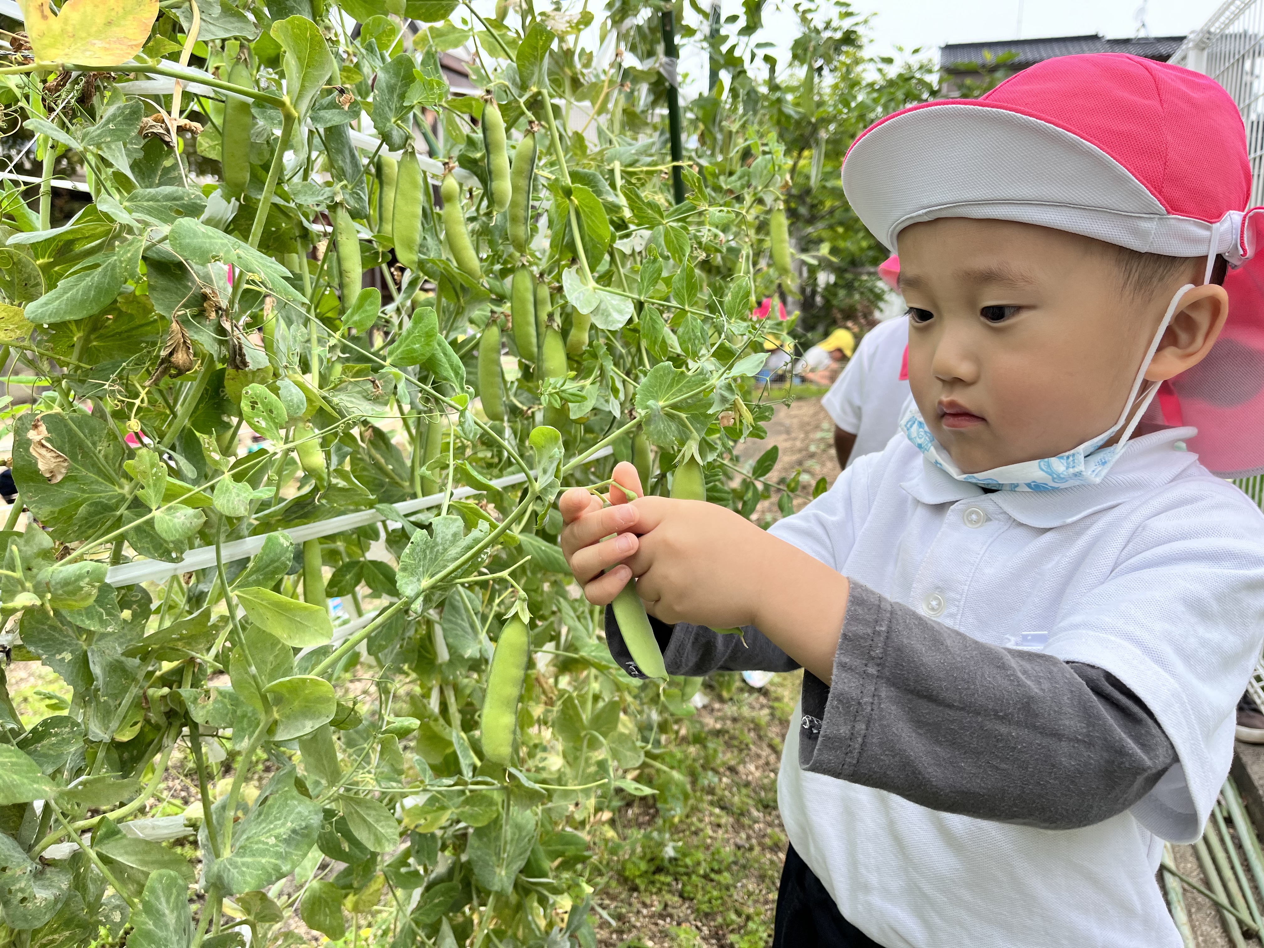 ３・４歳児うすいえんどう収穫(松原カリーノ保育園)