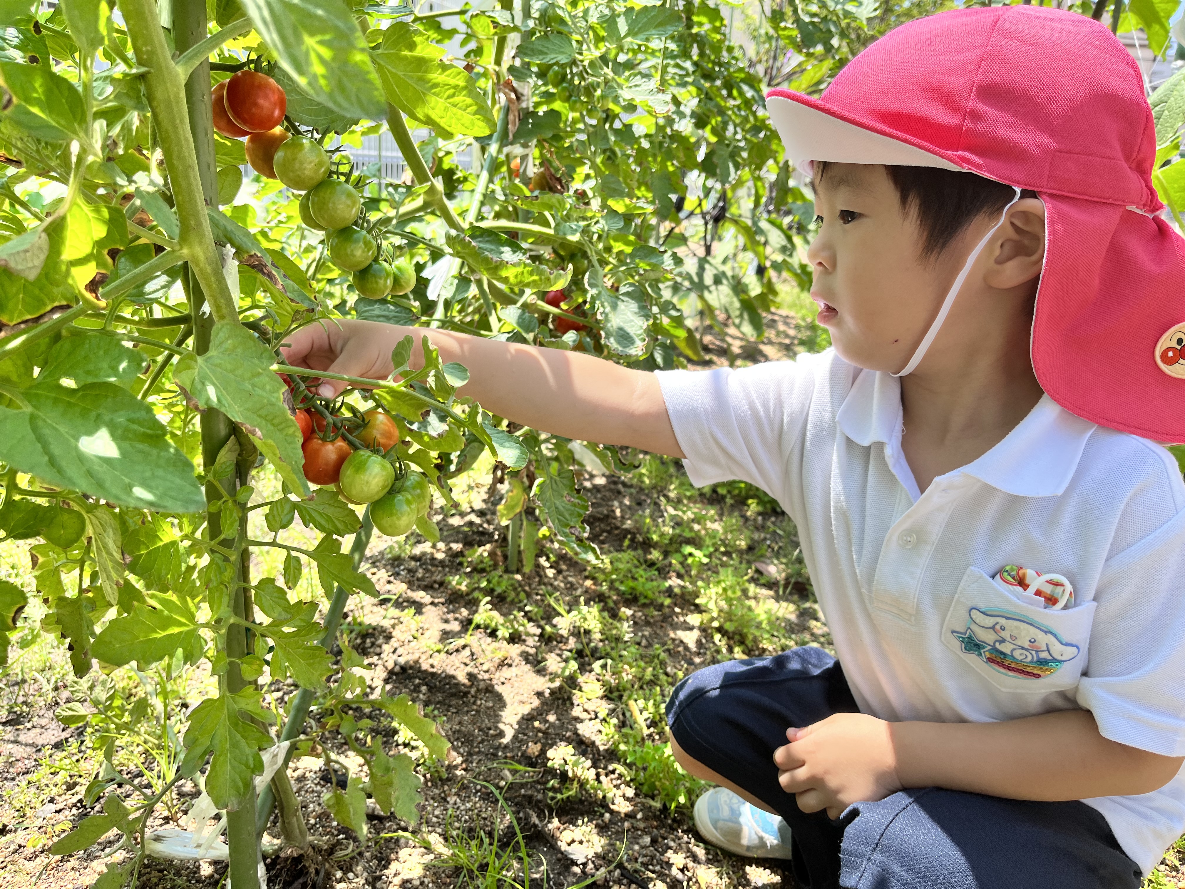 ３歳児クラス　ミニトマト収穫(松原カリーノ保育園)