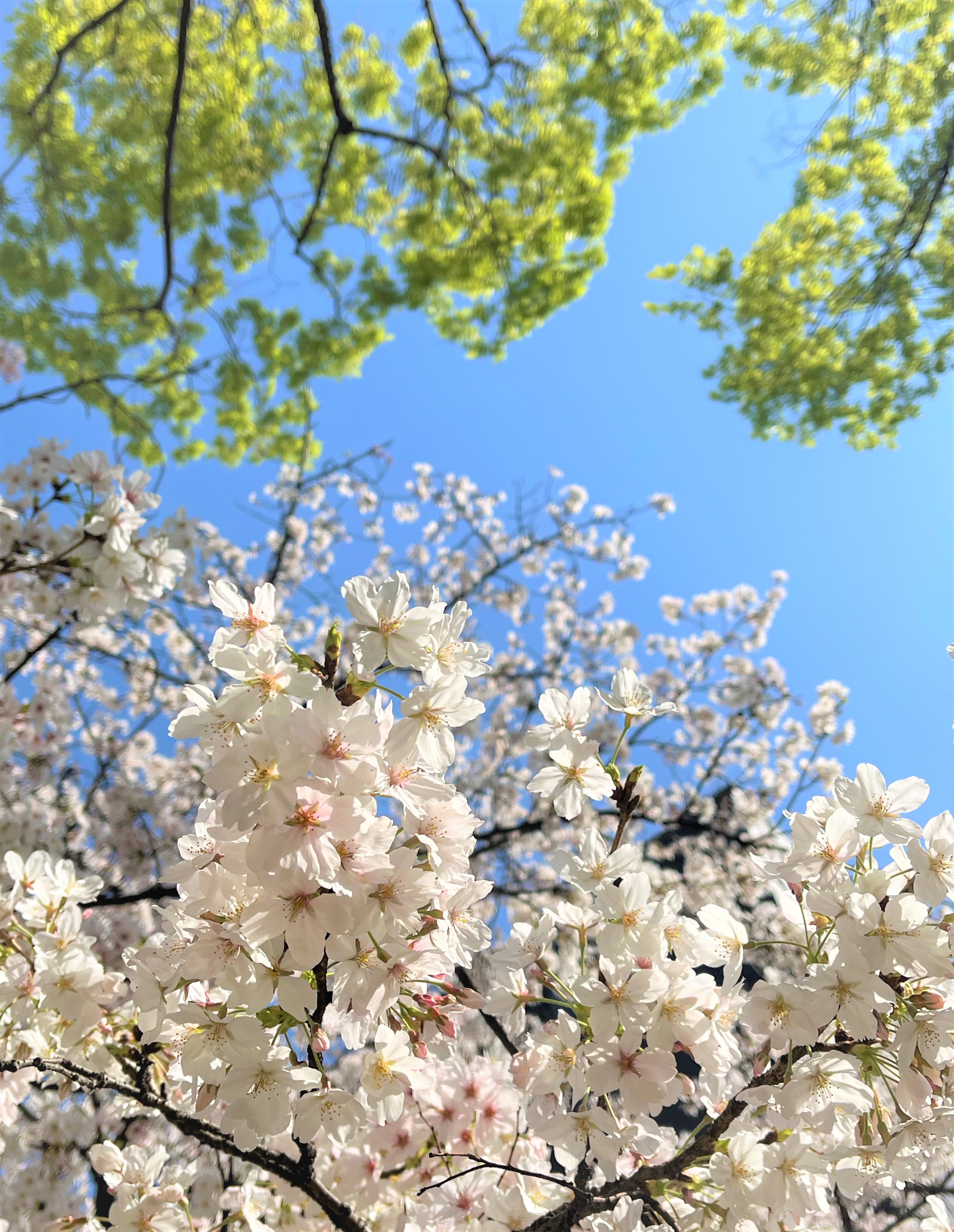 🌸゜。◦桜お花見。゜❀喜連西デイサービス❀