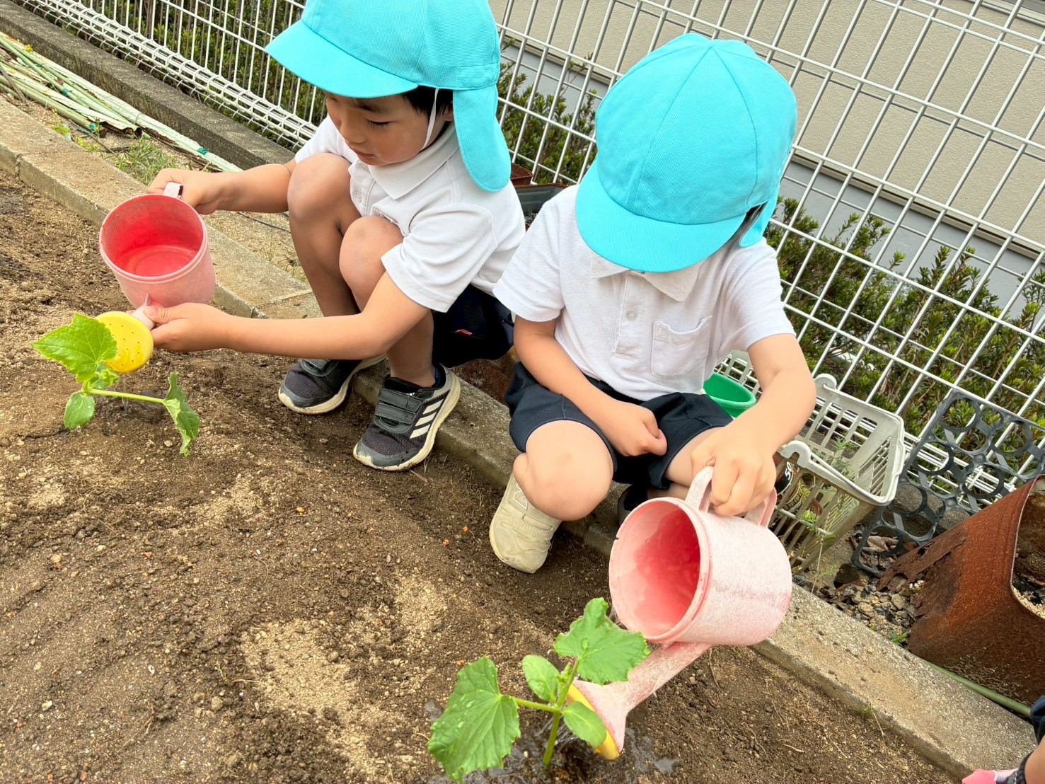 菜園活動（松原カリーノ保育園）