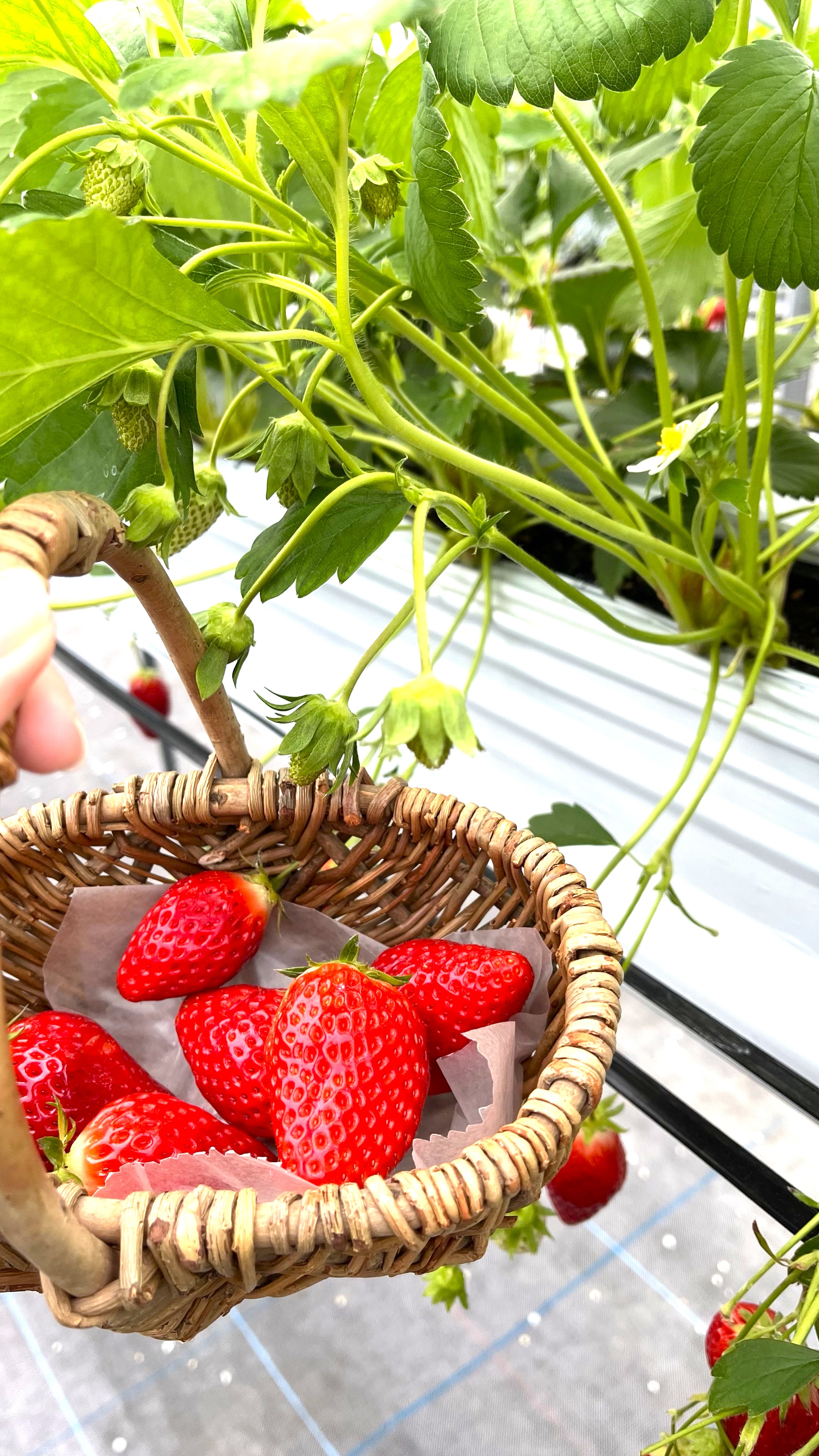 🍓いちご狩り゜。◦👒喜連西デイサービス👒