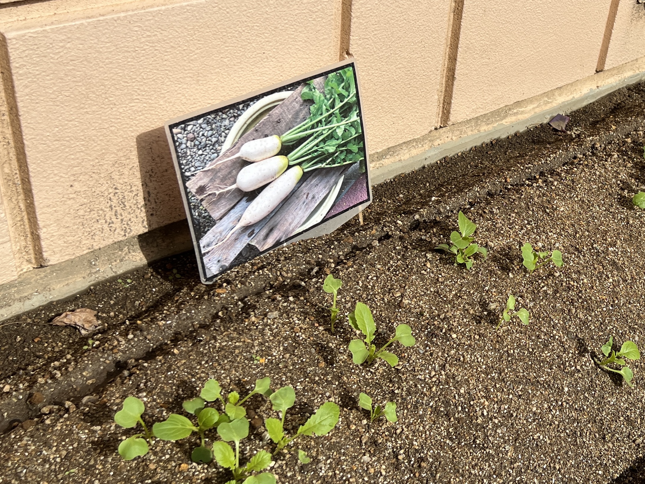 最近のれいんぼークラス☆（カリーノ保育園）