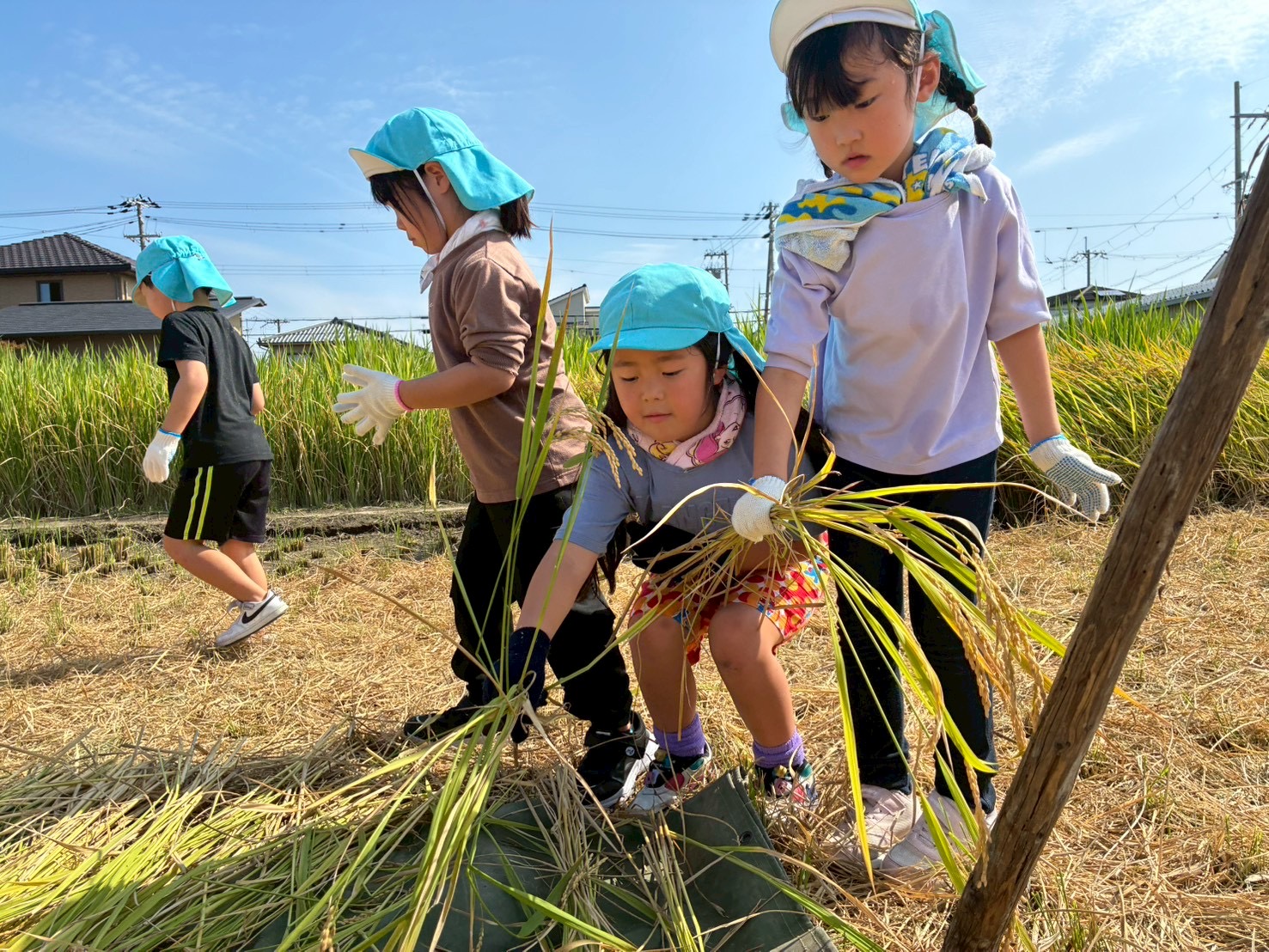 稲刈り（松原カリーノ保育園）