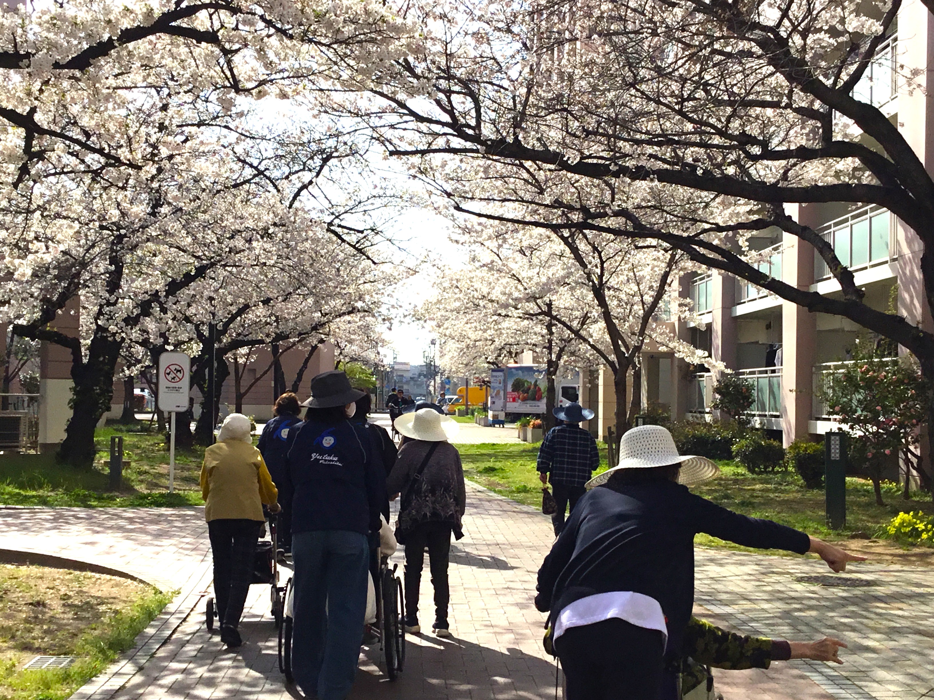 春の散策🌸゜。◦🌞喜連西デイサービス🌞