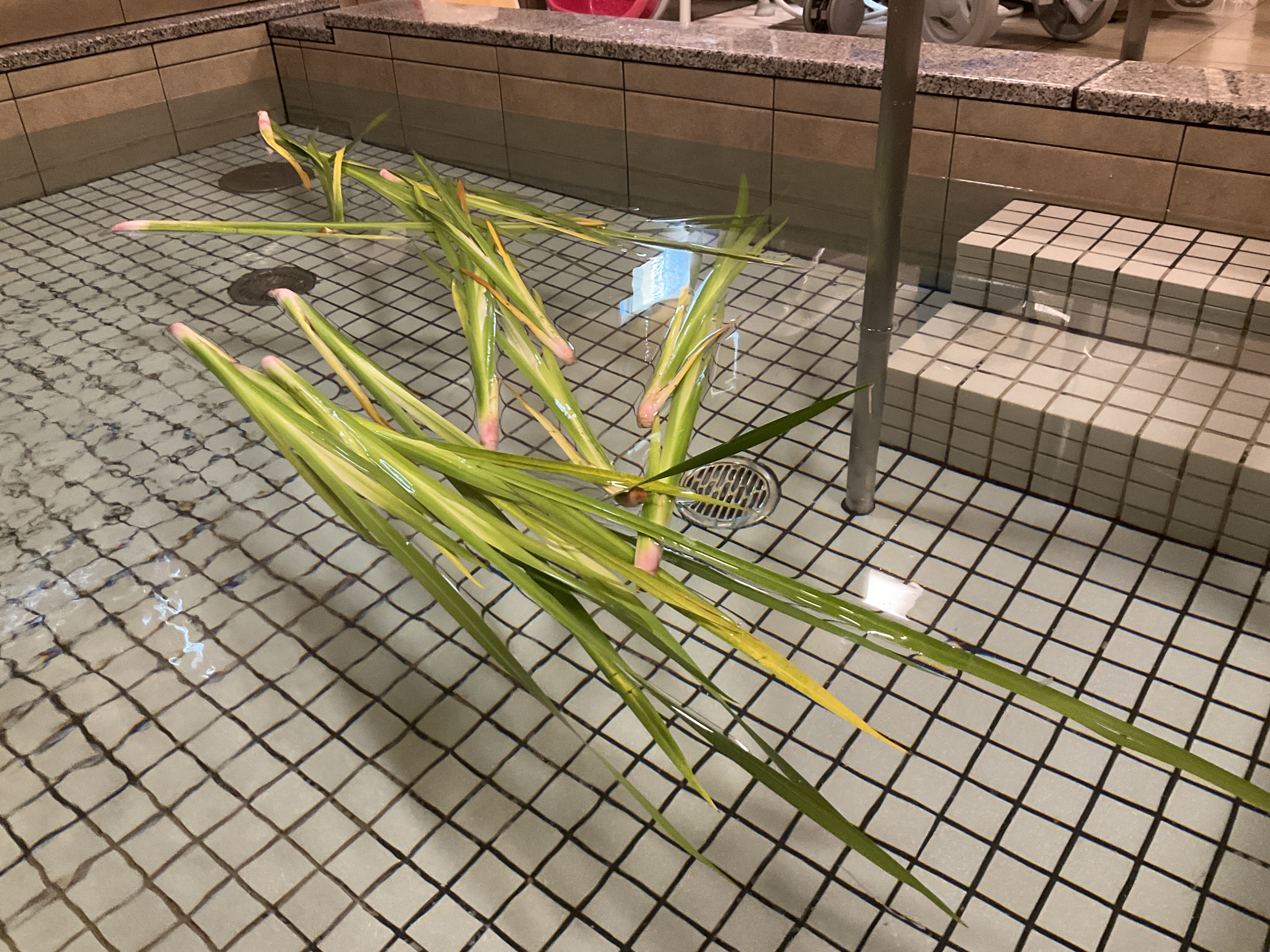 菖蒲湯開催しました（介護付有料老人ホームゆたか）