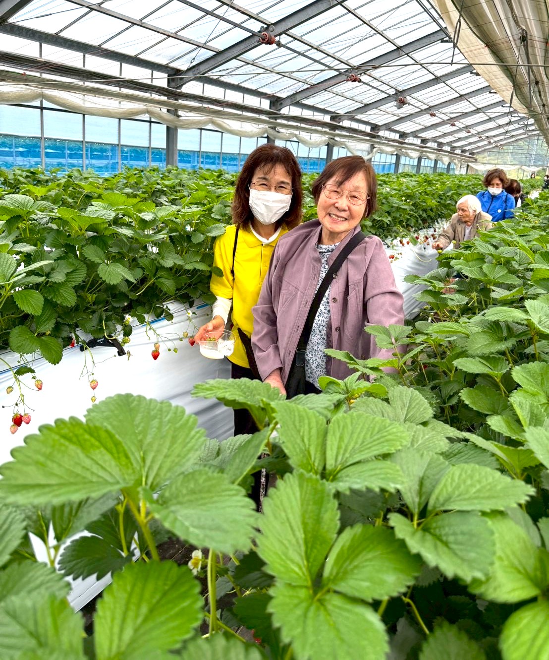 いちご狩り🍓。゜◦🐝喜連西デイサービス🐝